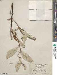 Salix alaxensis image