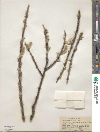 Salix alaxensis image