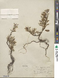Salix alaxensis image