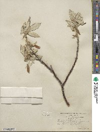 Salix alaxensis image