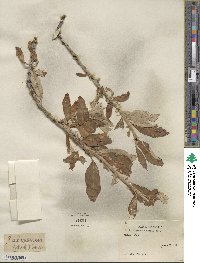 Salix alaxensis image