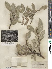 Salix alaxensis image