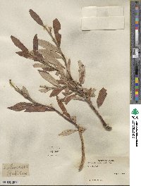 Salix alaxensis image