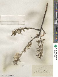 Salix alaxensis image