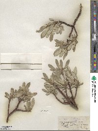 Salix alaxensis image