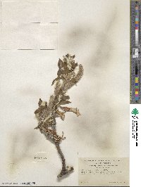 Salix alaxensis image