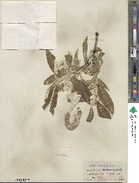 Salix alaxensis image