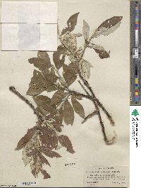 Salix alaxensis image