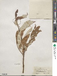 Salix alaxensis image