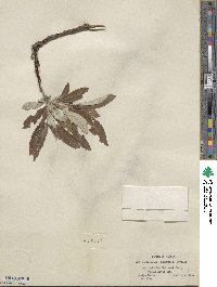Salix alaxensis image