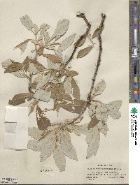 Salix alaxensis image