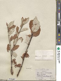 Salix alaxensis image