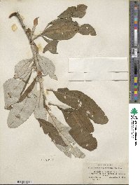 Salix alaxensis image