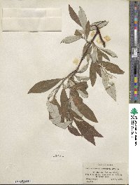 Salix alaxensis image