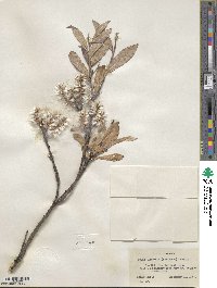 Salix alaxensis image