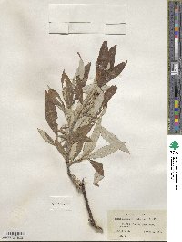 Salix alaxensis image