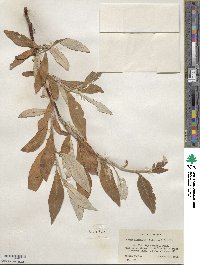 Salix alaxensis image
