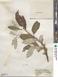 Salix alaxensis image