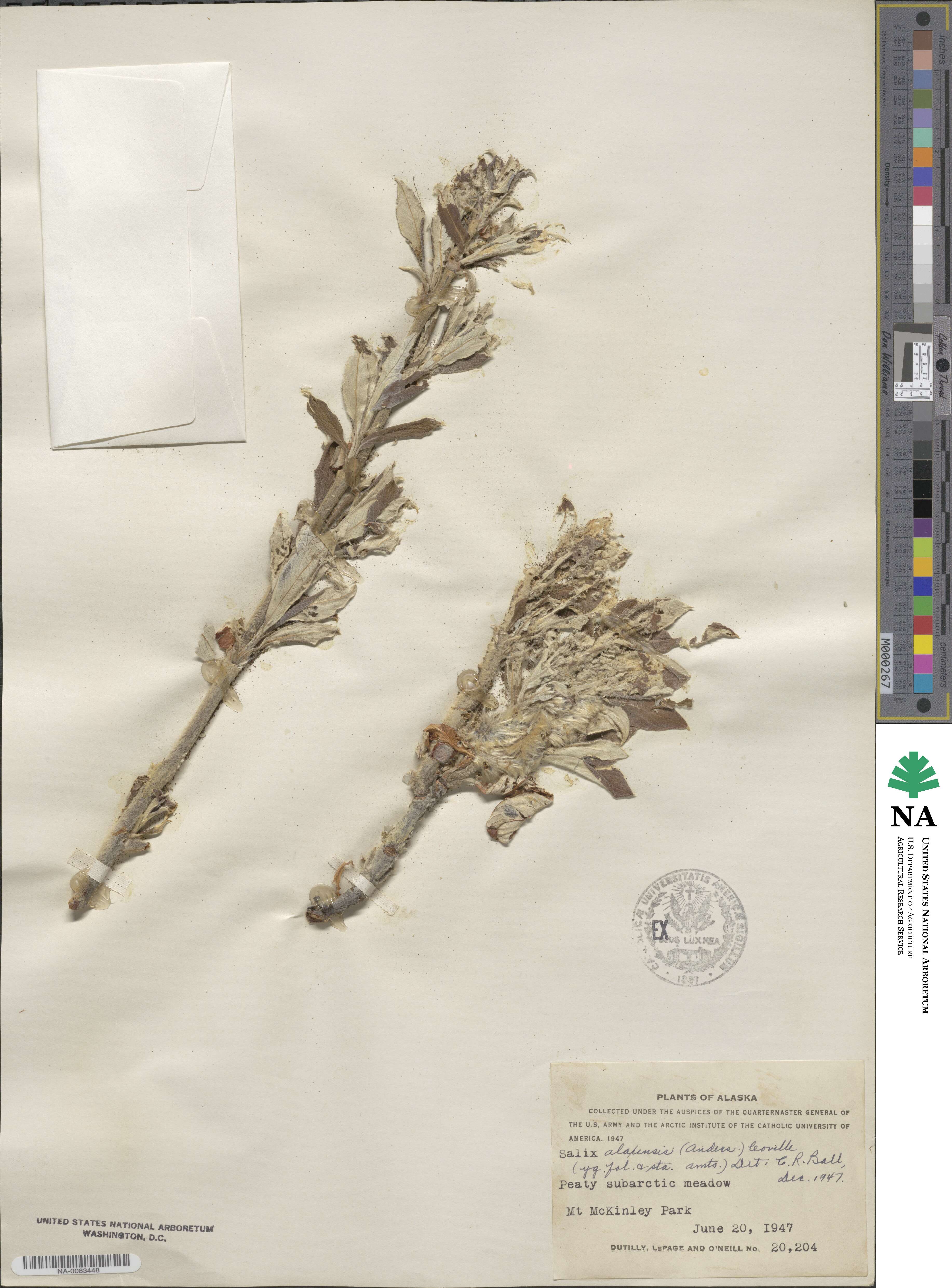 Salix alaxensis image