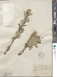 Salix alaxensis image