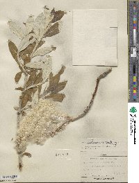 Salix alaxensis image