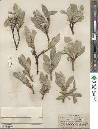 Salix alaxensis image