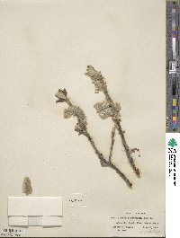 Salix alaxensis image