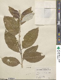 Salix alaxensis image