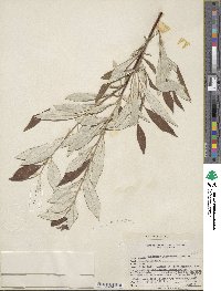 Salix alaxensis image