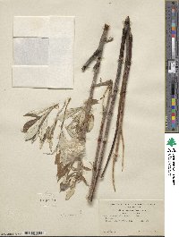 Salix alaxensis image