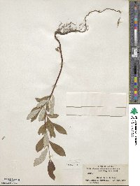 Salix alaxensis image