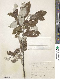 Salix alaxensis image