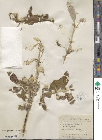 Salix alaxensis image