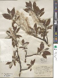 Salix alaxensis image