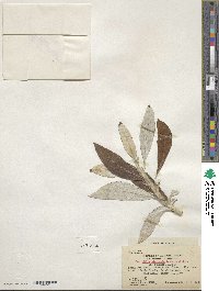 Salix alaxensis image