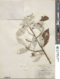 Salix alaxensis image