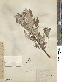 Salix alaxensis image