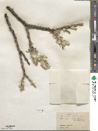 Salix alaxensis image