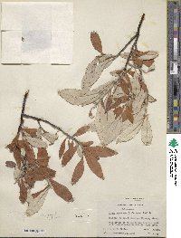 Salix alaxensis image