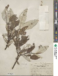 Salix alaxensis image