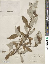 Salix alaxensis image