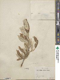 Salix alaxensis image