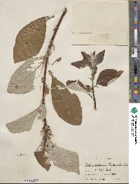 Salix alaxensis image