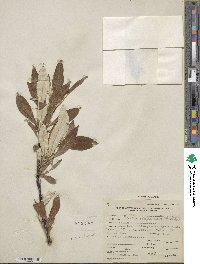 Salix alaxensis image