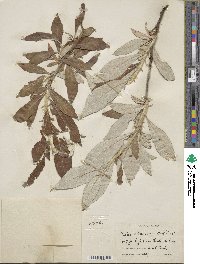 Salix alaxensis image