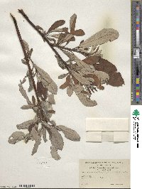 Salix alaxensis var. longistylis image