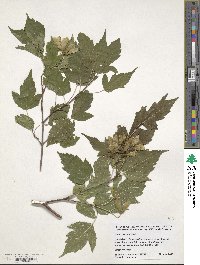 Acer tataricum image