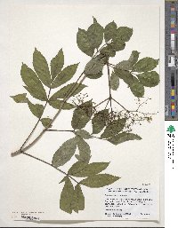 Sambucus canadensis image