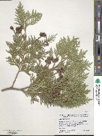 Thuja occidentalis image