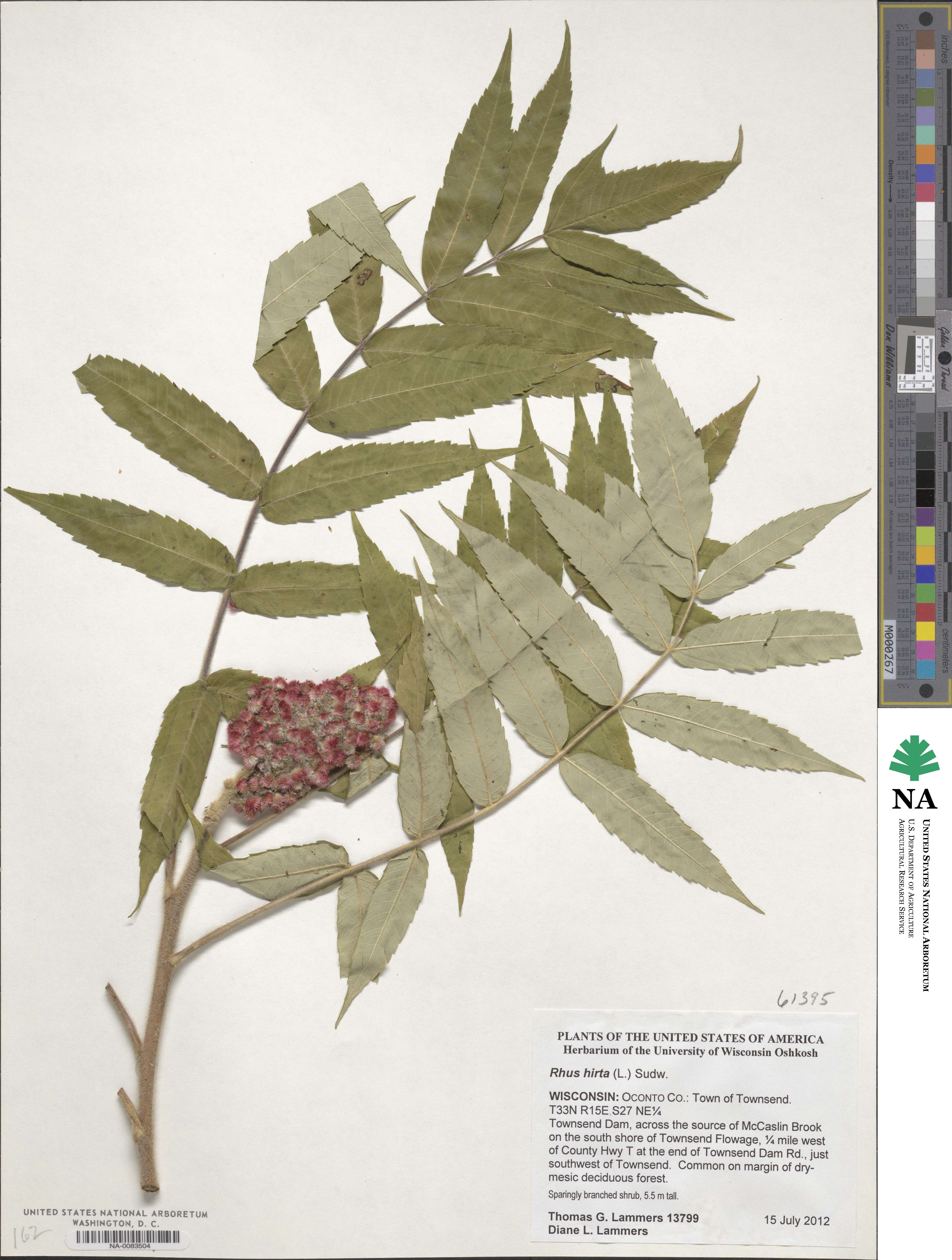 Rhus hirta image